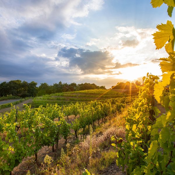 Sentiers_Oenotourisme_visite_guidée_dégustation_vin_Lyon_Coteaux_du_Lyonnais