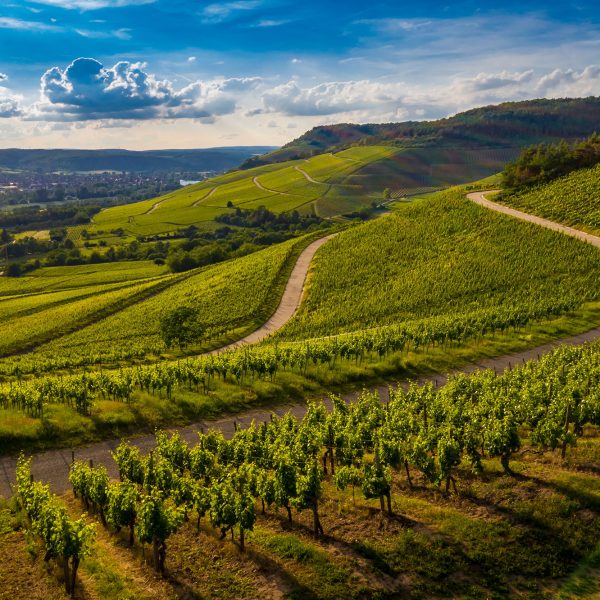 Sur les Sentiers de l'Œnotourisme, dégustation de vin près de Lyon - Promenade vignoble